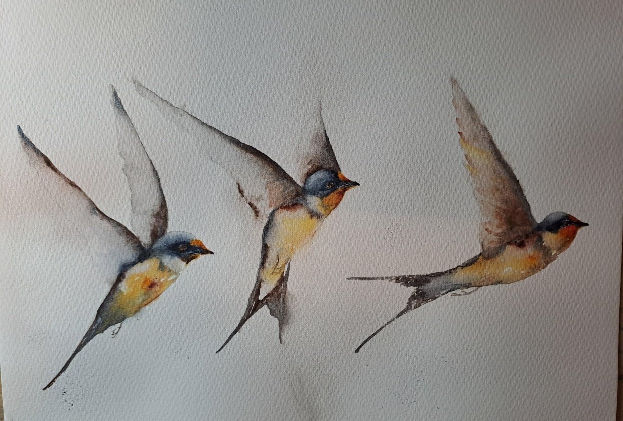 Swallows - student project