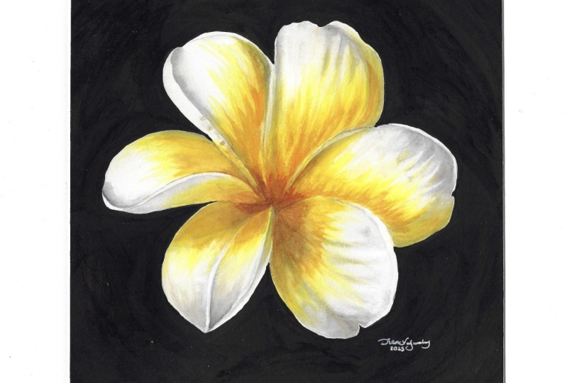 Plumeria