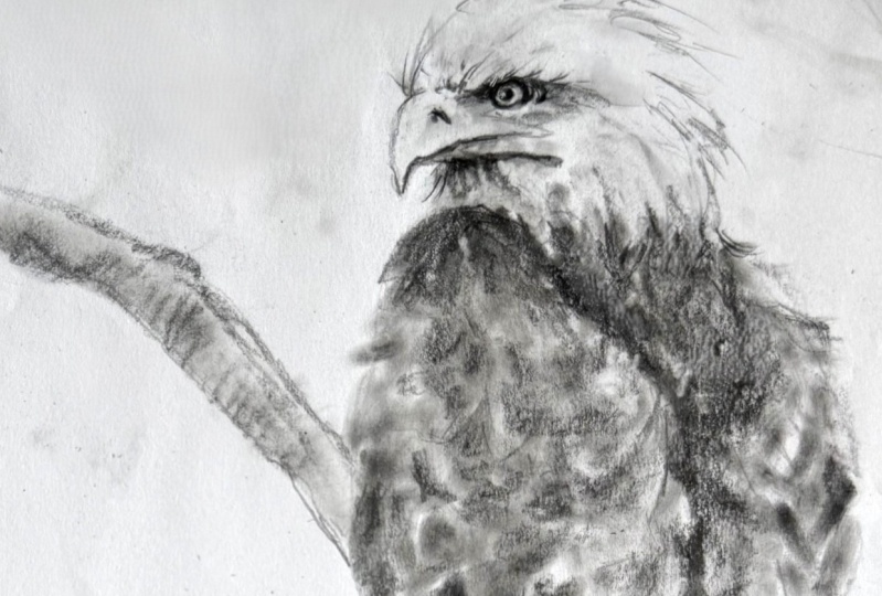 Try drawing a bald eagle
