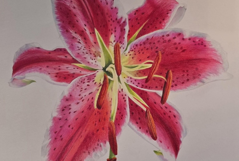 Stargazer Lily