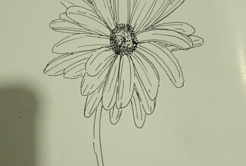 practica gerberas