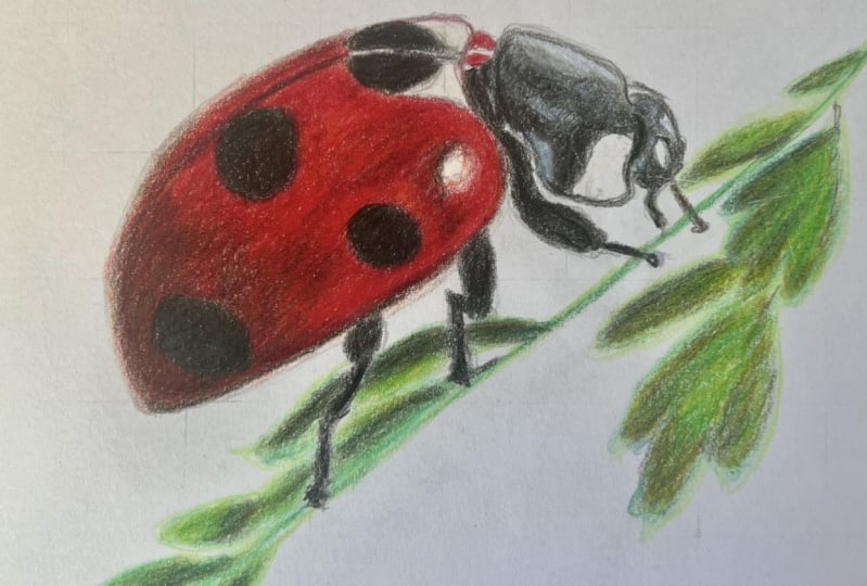 Ladybug
