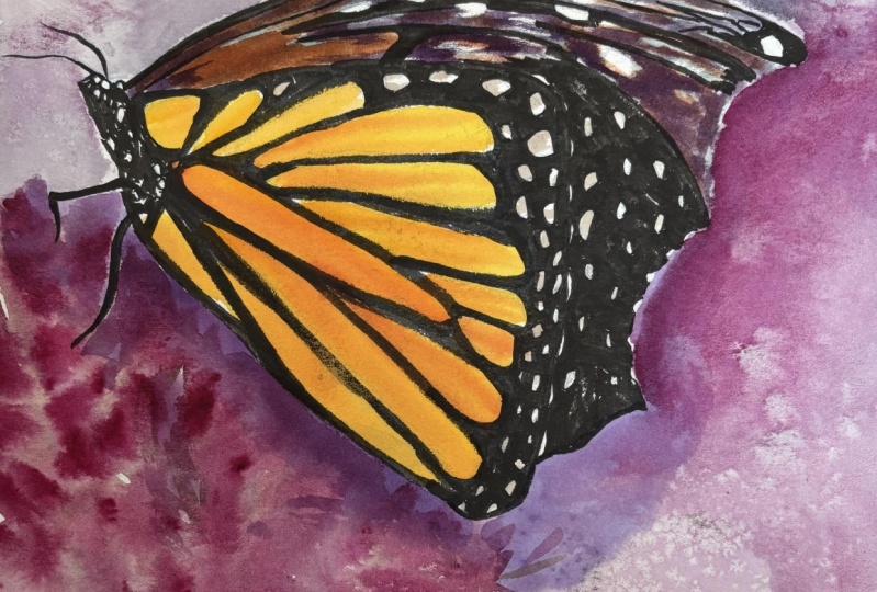 Butterfly sketchbook