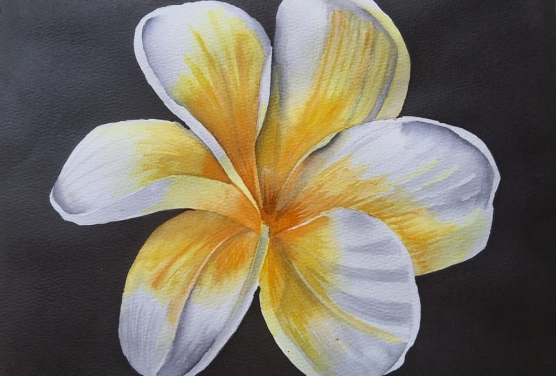 Plumeria