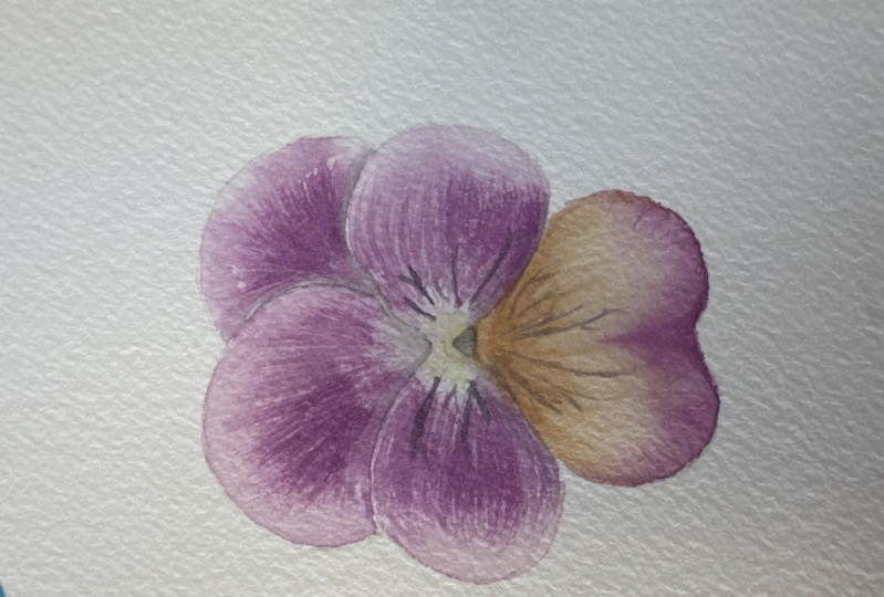 Viola