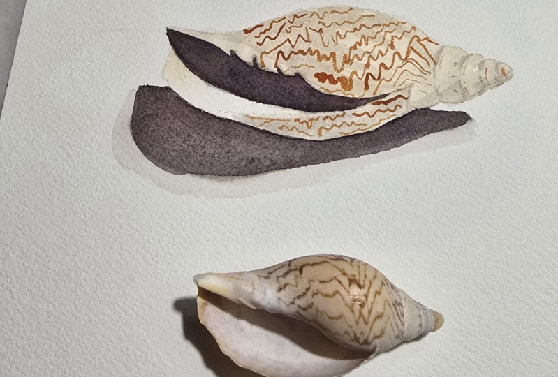 Shells. .. .