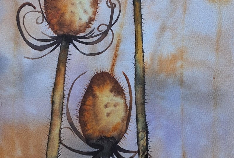 Golden teasels