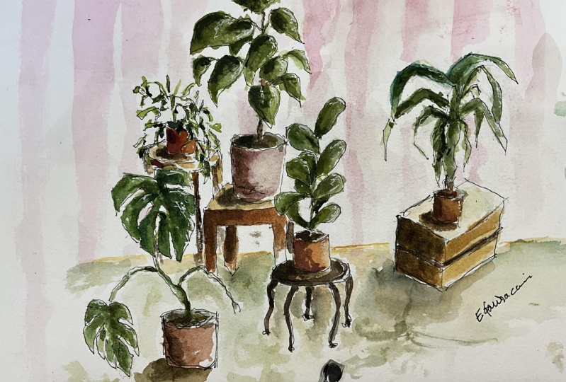 Potted Plants