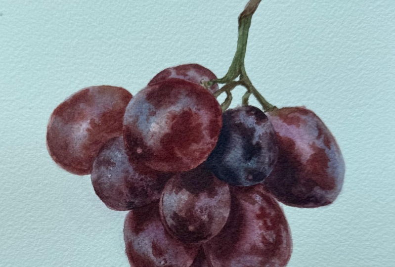 Watercolour grapes