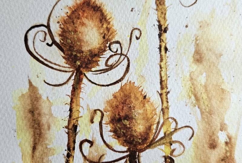 Golden teasels