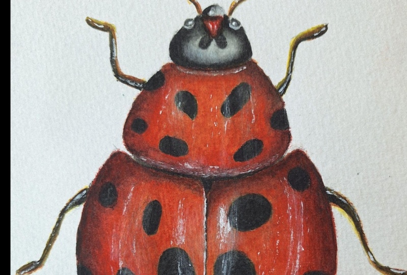 ladybug