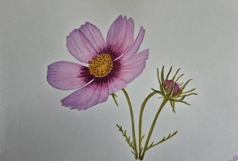 Flor de Cosmos