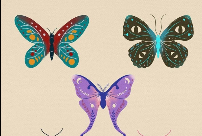 Butterfly collection