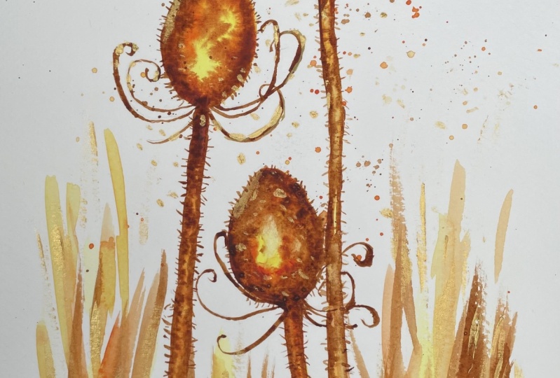 Golden Teasels