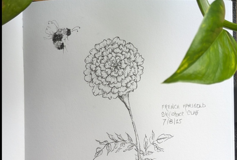 Sketchy Marigold