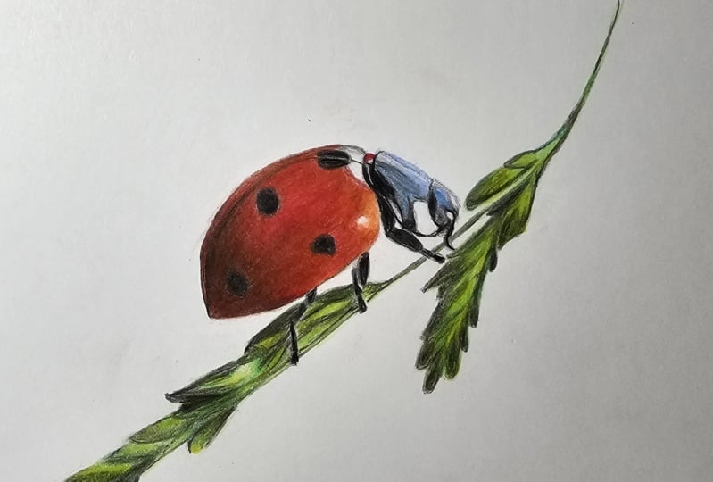 Drawing a Ladybird