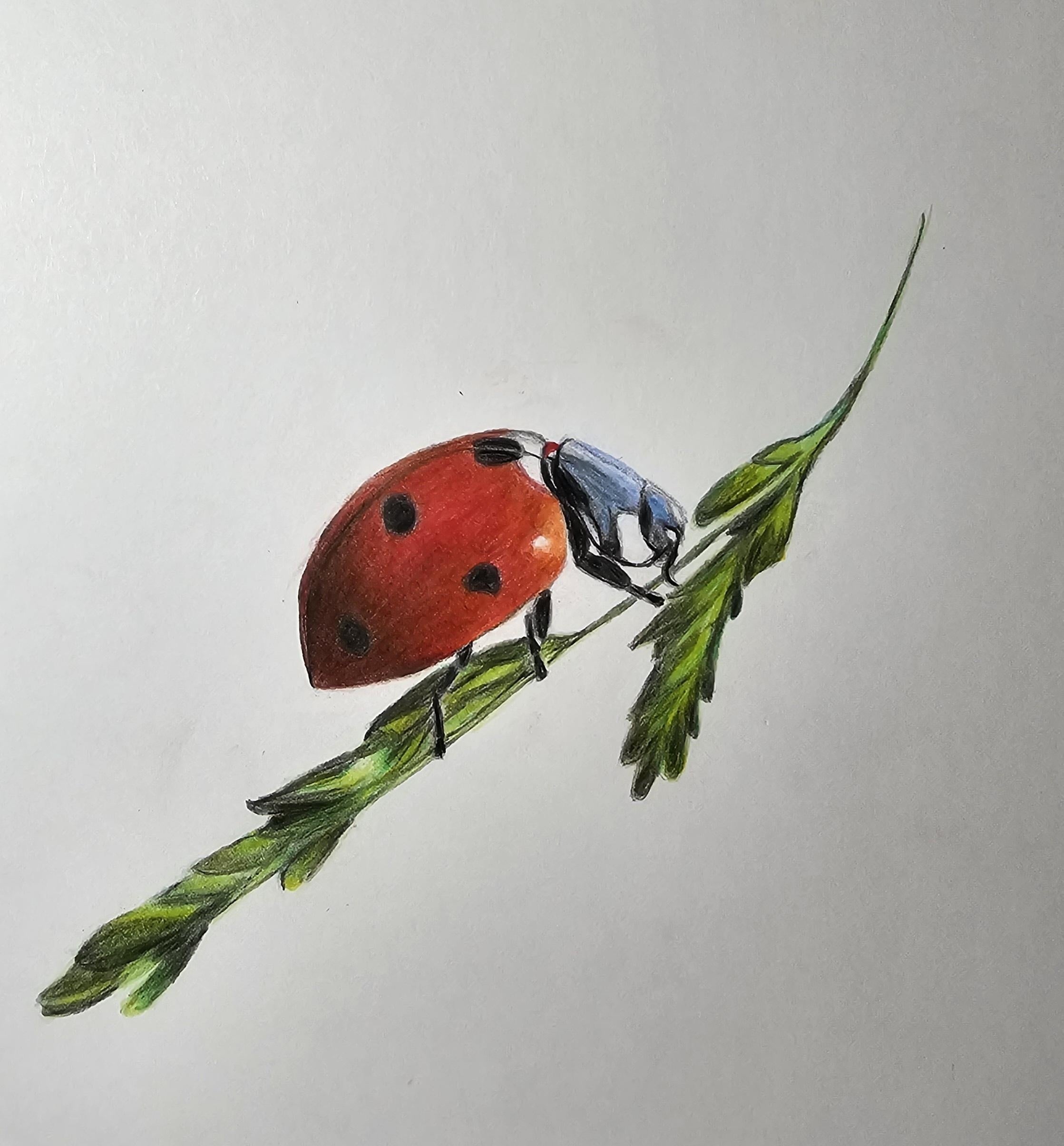 Drawing a Ladybird - student project