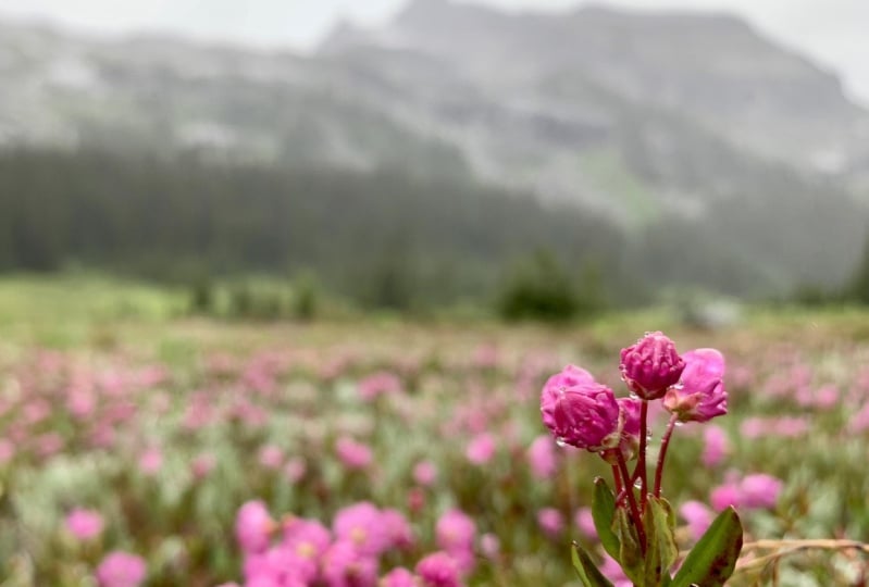 Composition in landscapes
