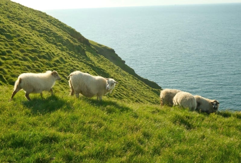 Icelandic Sheep- Fujifilm