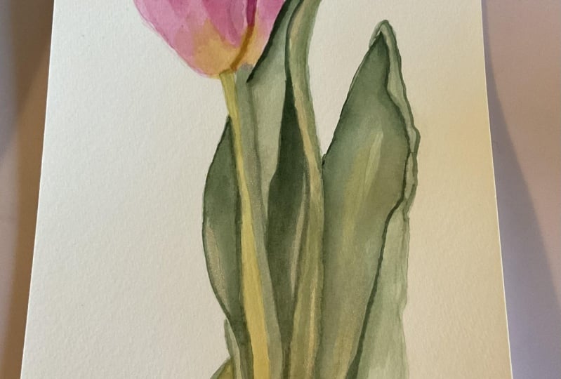Tulip