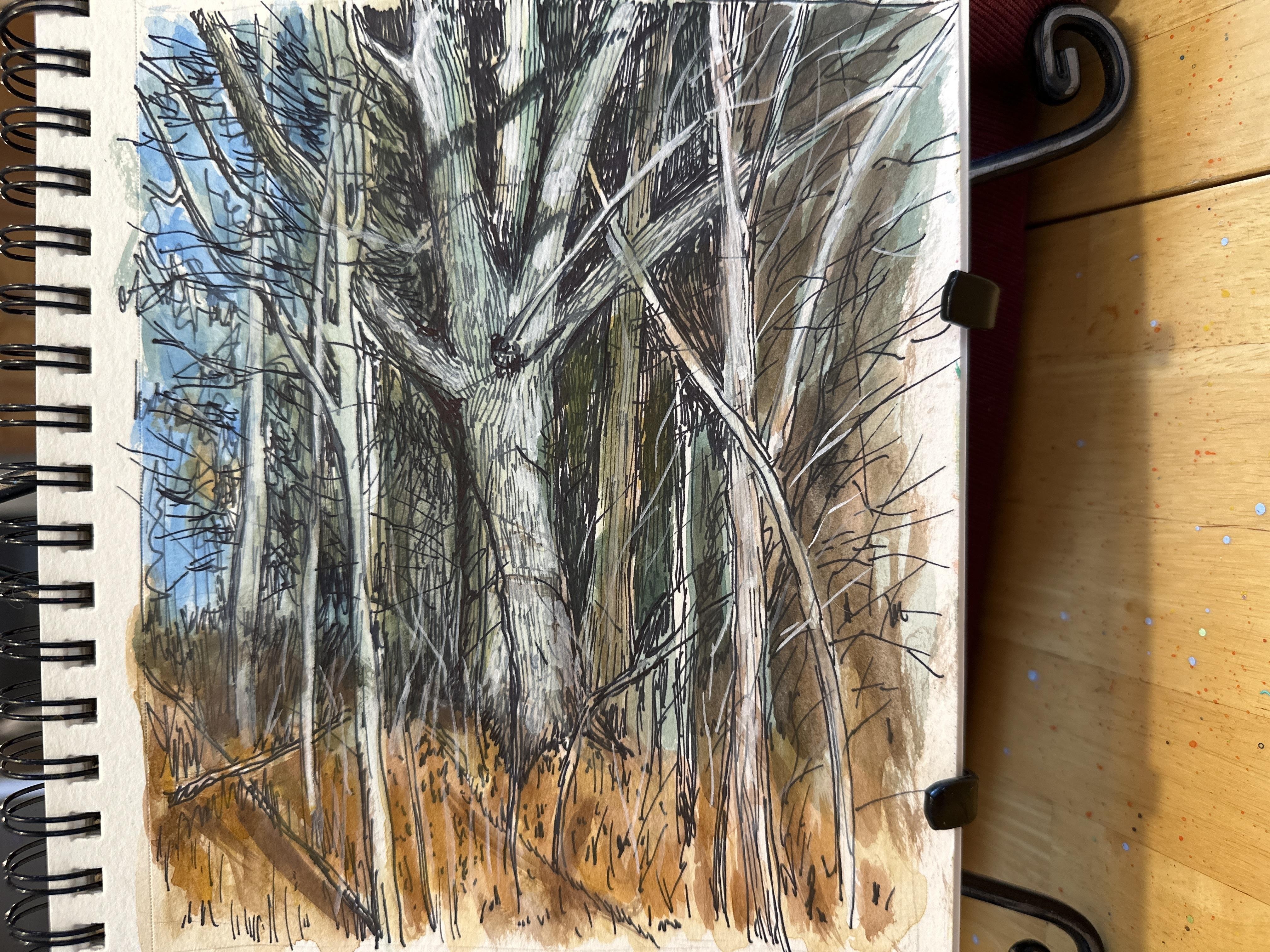 Pinus sylvestris : 68 images vectorielles de stock et images vectorielles |  Shutterstock, image size:4032x3024