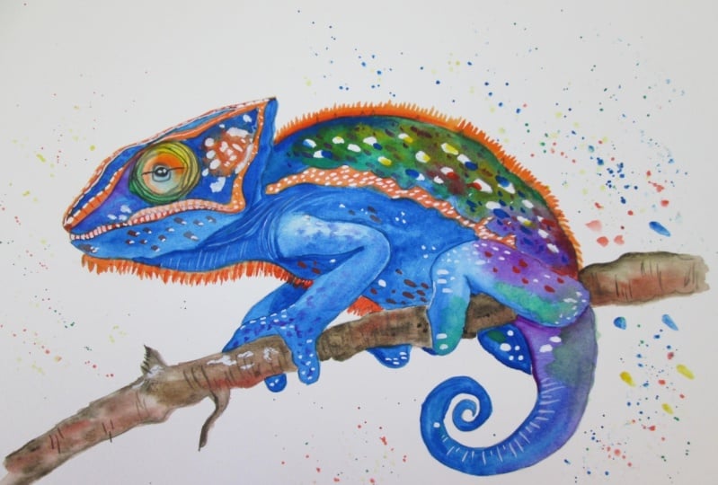 Colorful Chameleon
