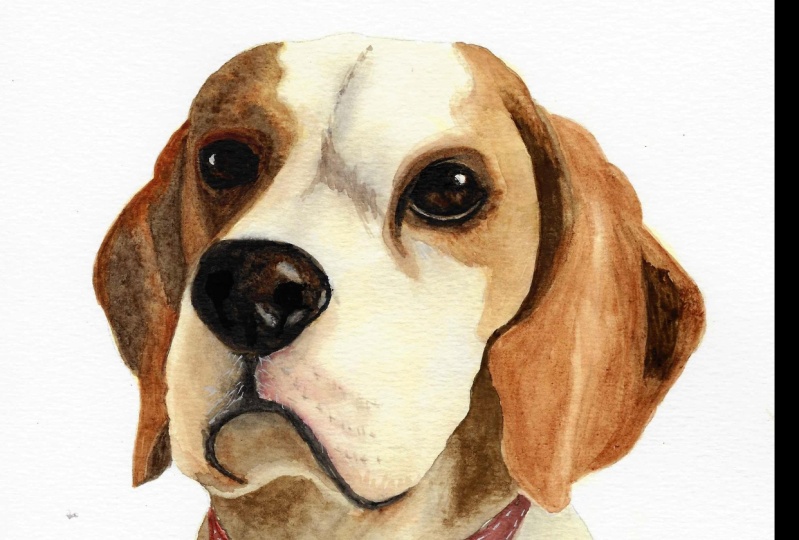 My Little Beagle