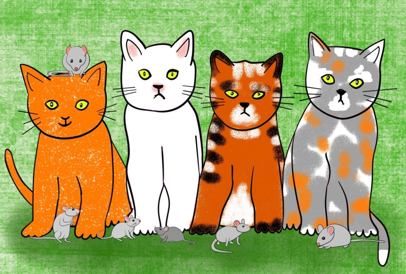 Cats, mice and a rabbit and a squirrel!
