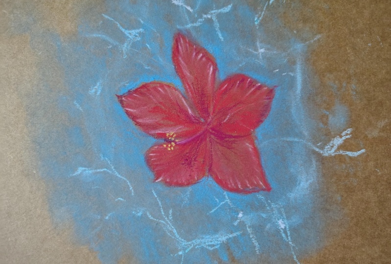 Hibiscus
