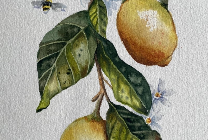 Lemon Tree, Very Pretty…