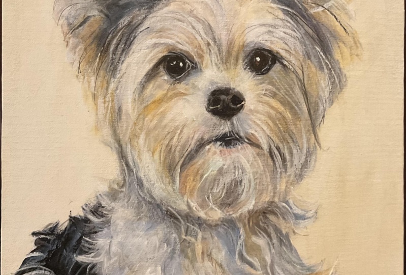 Portrait of My Neighbor’s Parti Yorkie “Beemer”