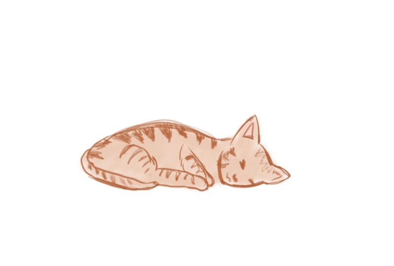 Kittens for beginners