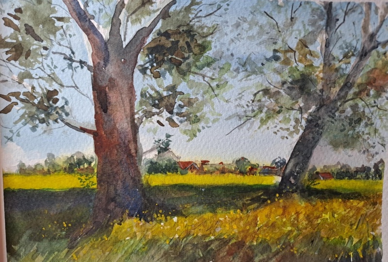 Sweden's golden fields