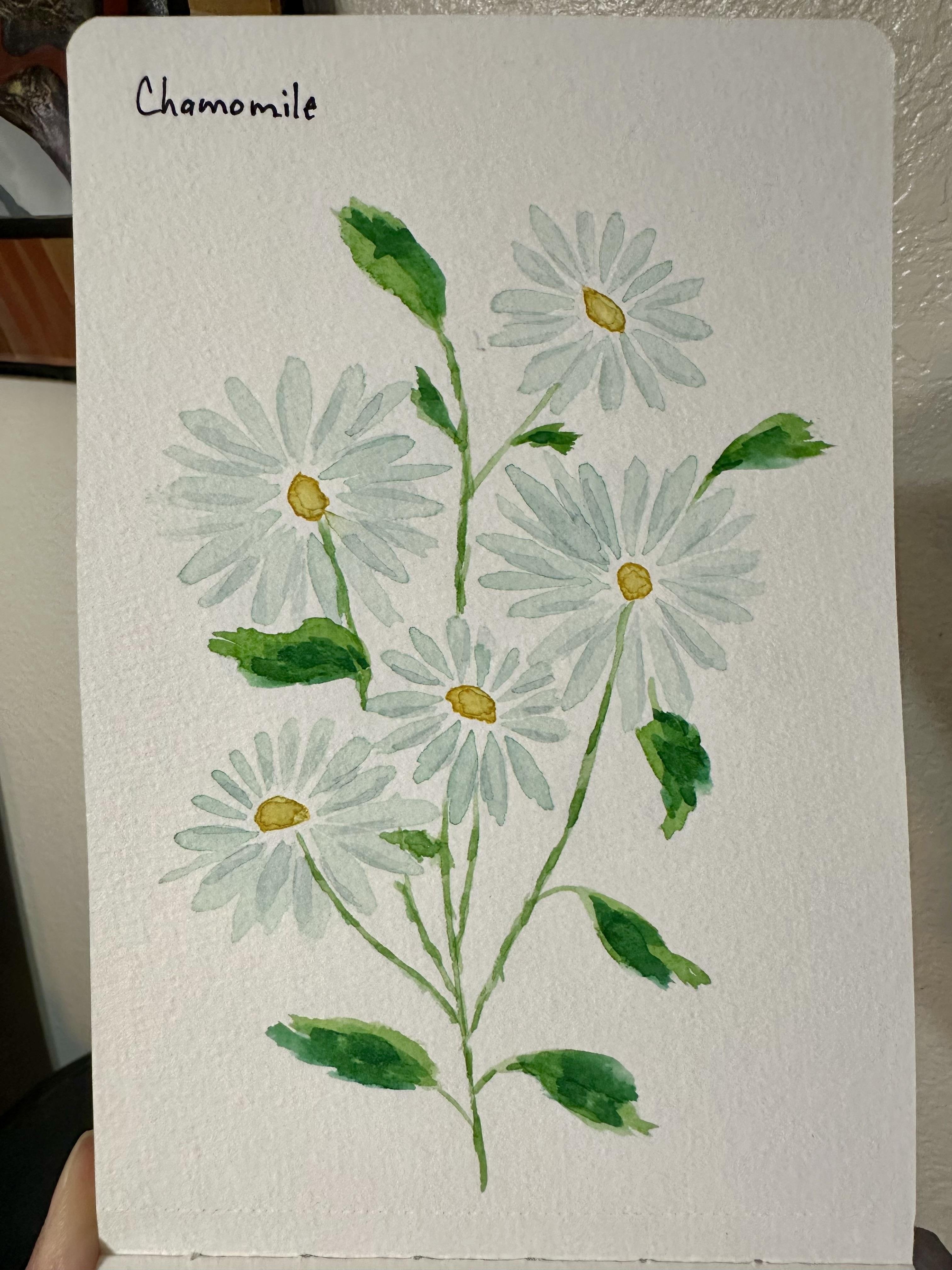 Chamomile Flowers - student project