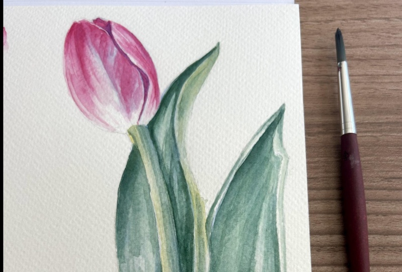 Tulip