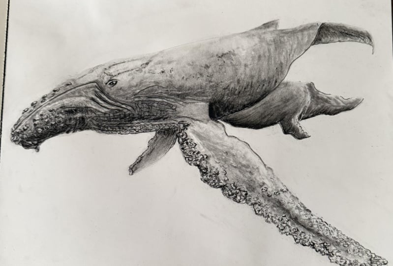 Whale