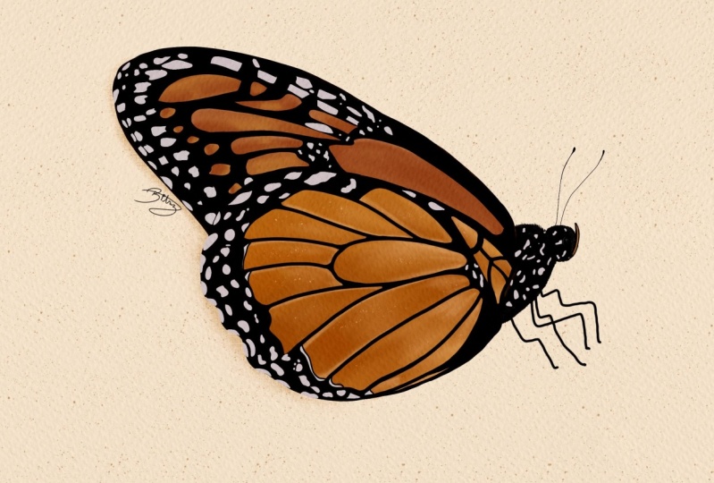 Monarch butterfly