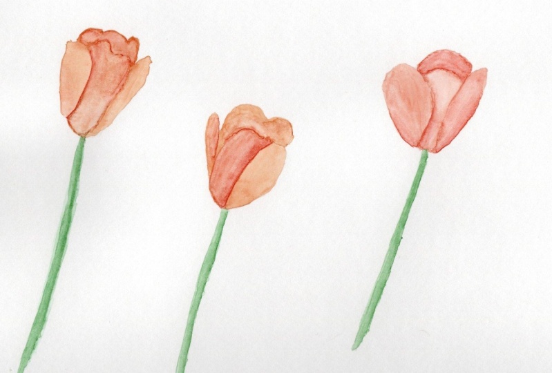 watercolor tulips