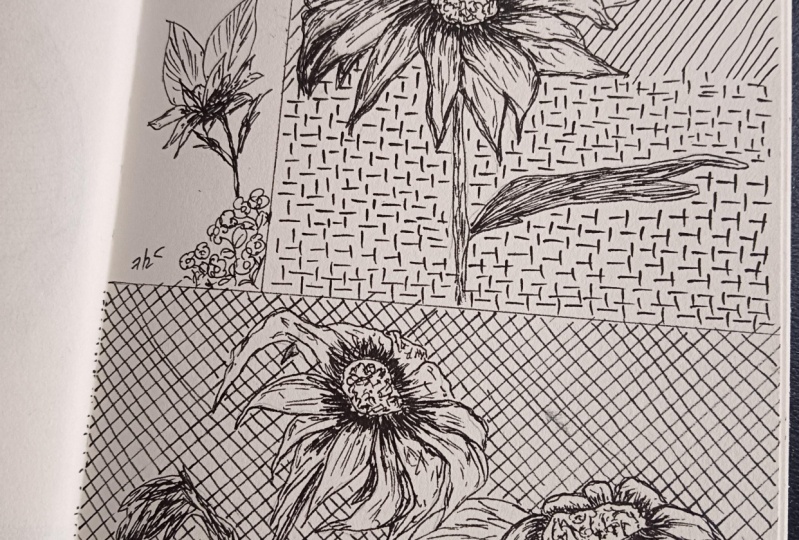 Sunflower 🌻
