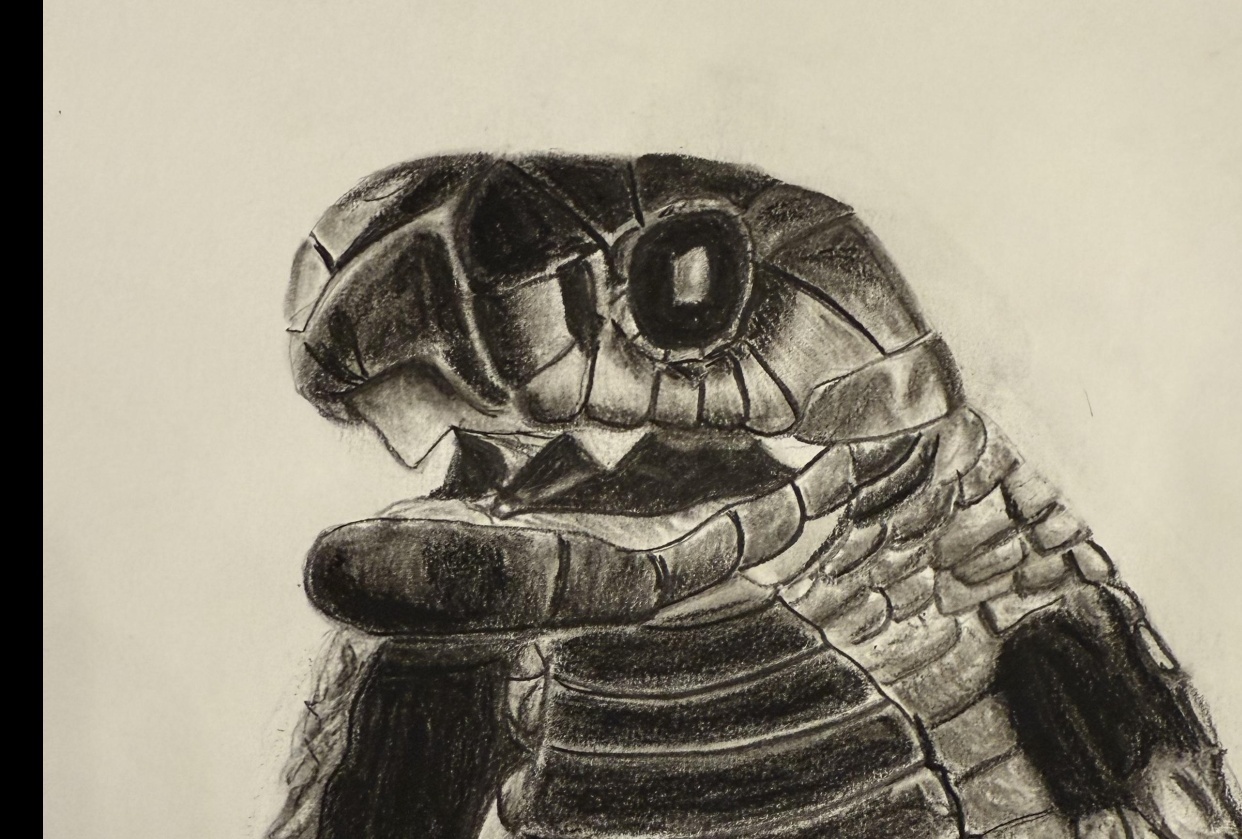 Libera tu potencial de dibujo con carboncillo, parte II | Cómo dibujar una  cobra | Messer Creations | Skillshare, image size:1242x839