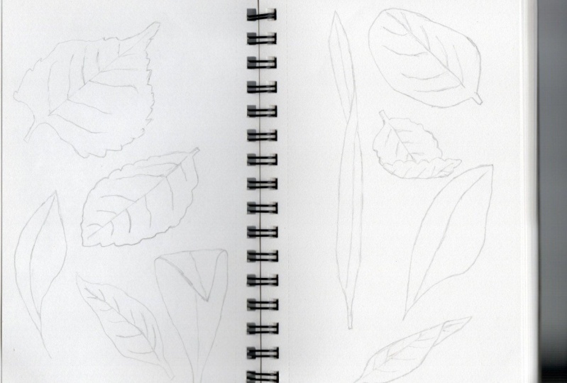 Leaves