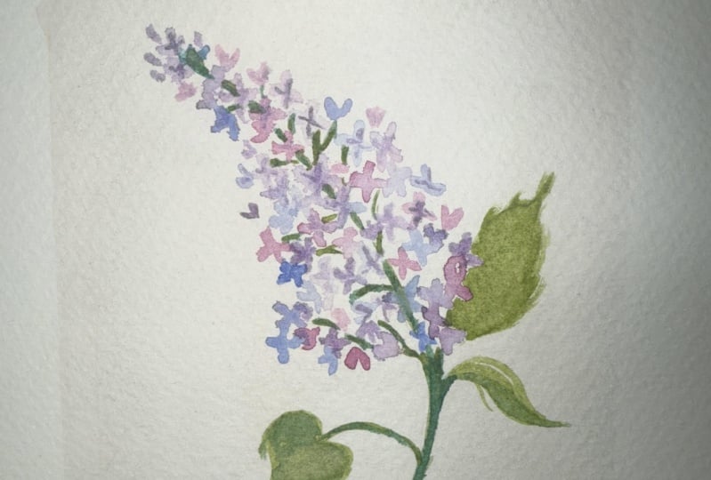 Spring lilac