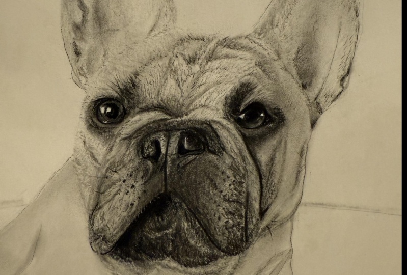 French Bulldog w/notes