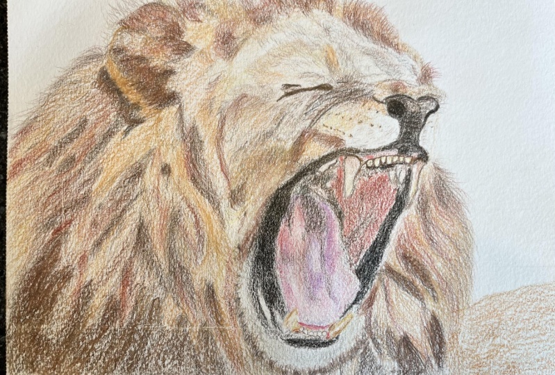 My lion with color Pencil