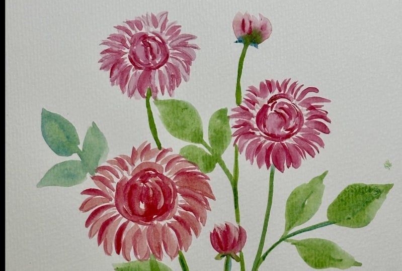Dahlias