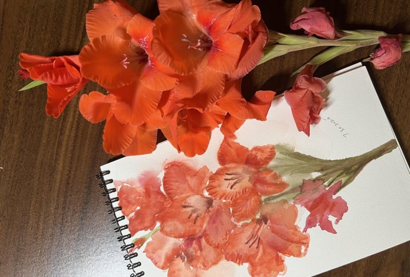 My gladiolus