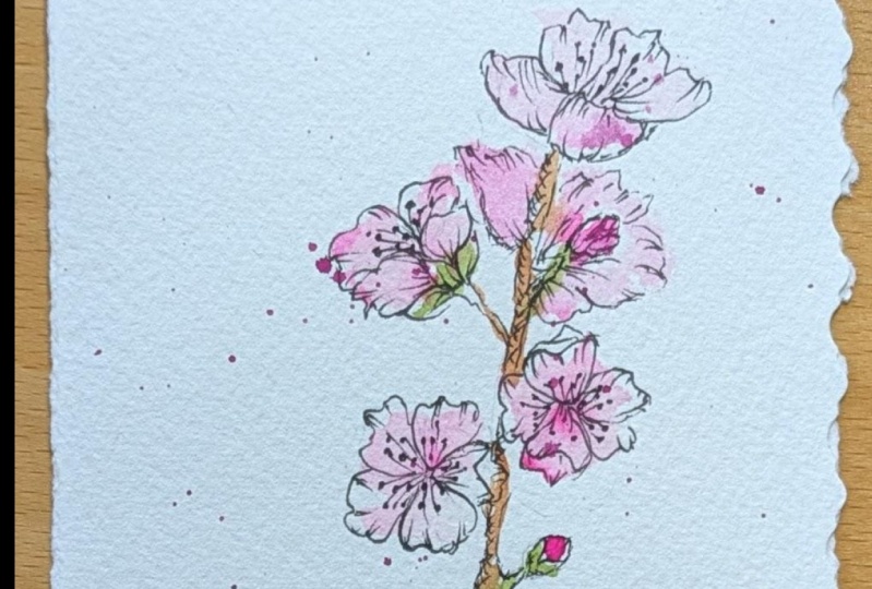 Cherry Blossoms