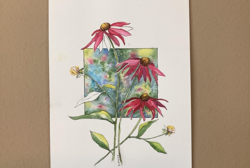 Echinacea Fun