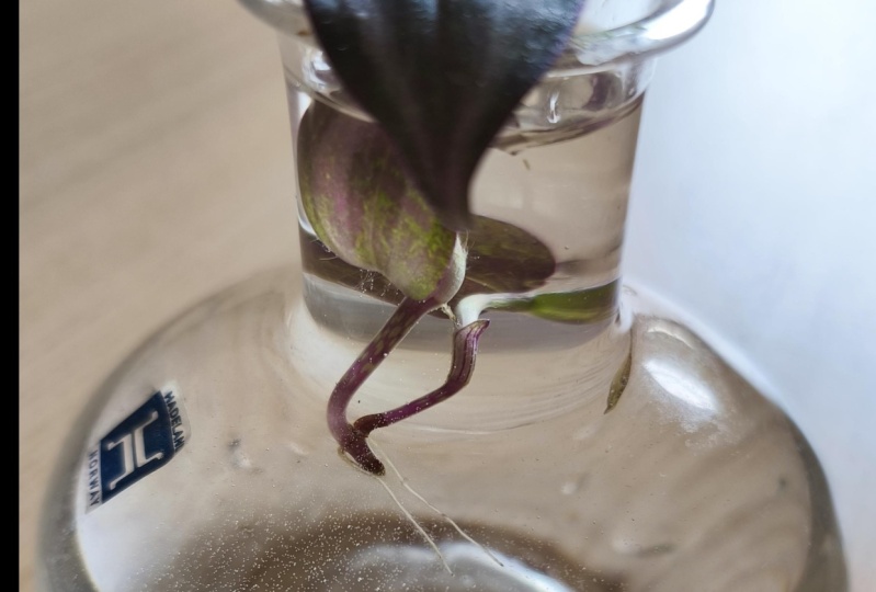 Tradescantia rooting!