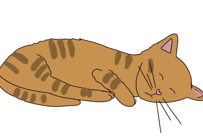 Sleeping kitten
